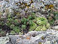 Miniatura per Sempervivum transcaucasicum