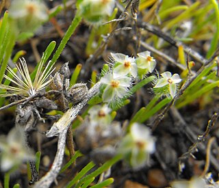 <i>Plantago erecta</i> Species of flowering plant in the plantain family Plantaginaceae