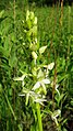 Platanthera bifolia Germany - Neuried (Ichenheim)