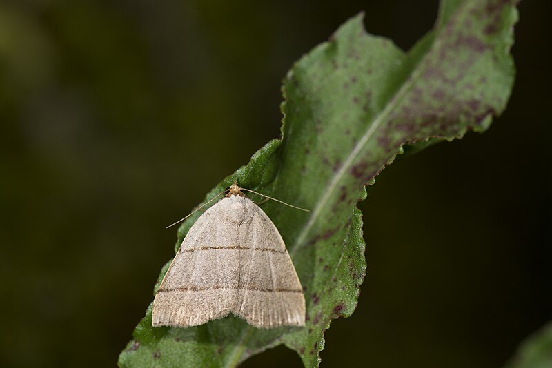 File:Plecoptera siderogramma (35693484995).jpg