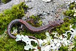 Thumbnail for Big Levels salamander