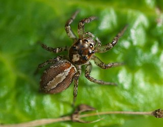 <i>Plexippoides</i> Genus of spiders