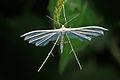 Plume Moth (Pterophorus albidus) (7076891789).jpg