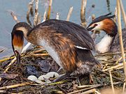 Toppdykker: Biologi, Inndeling, Fotogalleri