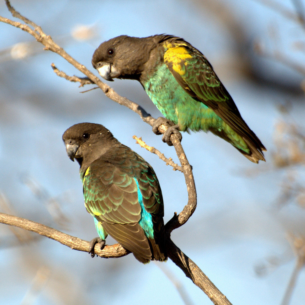 Poicephalus Parrot Facts: Species, Range, Habitat, Traits, Care