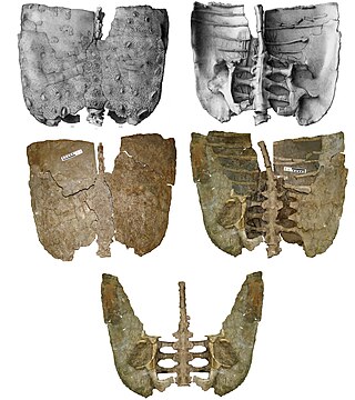 <span class="mw-page-title-main">Polacanthinae</span> Extinct subfamily of dinosaurs