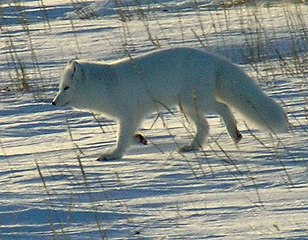 arctic fox