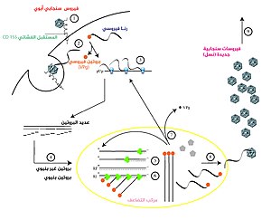 Poliovirus life cycle ar.jpg