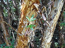 L'écorce du Queñua (Polylepis racemosa) protège le tronc des basses températures.