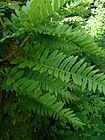 Polypodium vulgare jfg.jpg