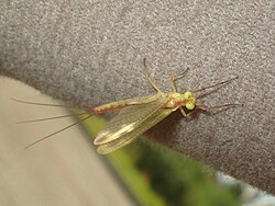 Jõgipäevik (Potamanthus luteus)