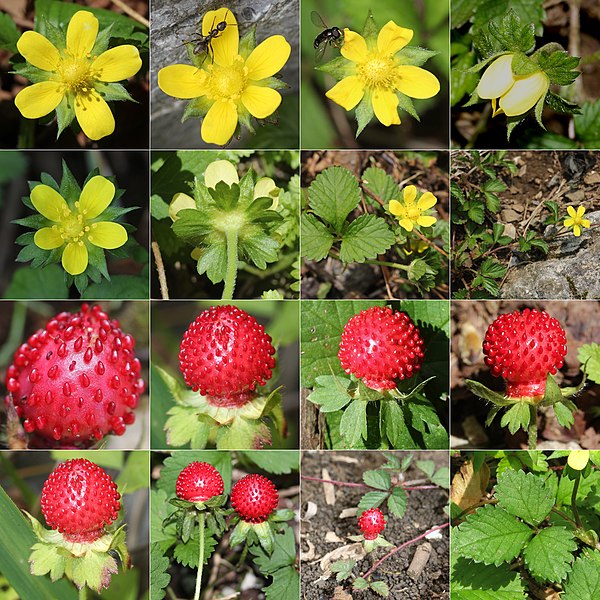 File:Potentilla indica (Montage s2).jpg