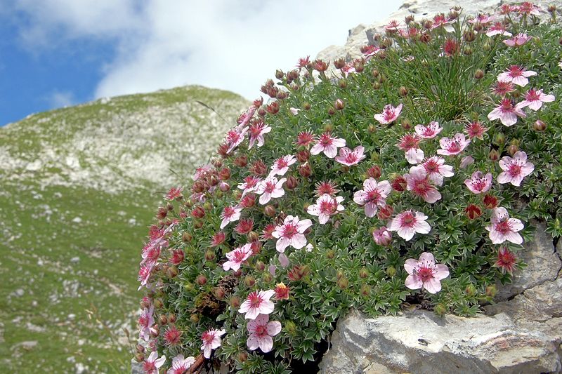 File:Potentilla nitida PID1816-2.jpg