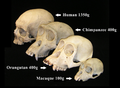 January 29: A series of primate skulls, with brain size indicated.
