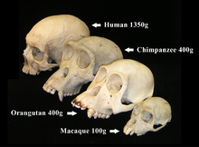 Primate skull series with legend.png