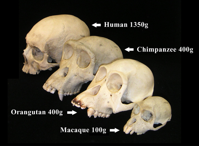 Schädel von Mensch, Schimpanse, Orang-Utan und Makake mit Angabe des mittleren Hirngewichts