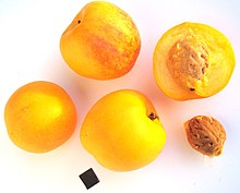 Nectacot-Früchte
