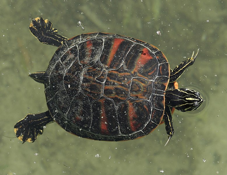 File:Pseudemys nelsoni swim.JPG