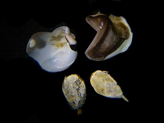 <i>Psiloteredo megotara</i> Species of clam