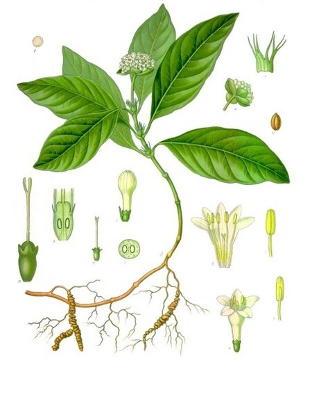 Tập_tin:Psychotria_ipecacuanha_-_Köhler–s_Medizinal-Pflanzen-251.jpg