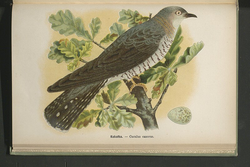 File:Ptaki pozyteczne naszych lasow, pol i ogrodow 1905 (94614531).jpg