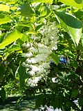 Vignette pour Pterostyrax