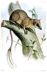 Thumbnail for Pen-tailed treeshrew