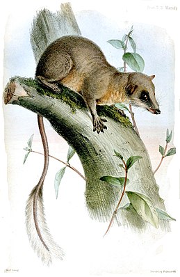 Künstlerische Darstellung des Federschwanz-Spitzhörnchens aus dem Jahre 1848