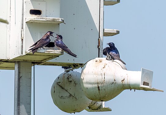 Purple martins at the Montezuma NWR