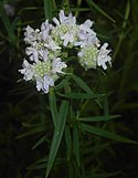 Pycnanthemum virginianum 2016-07-19 2831b.jpg