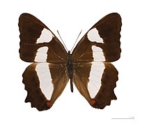 Museum specimen ♂ dorsal side