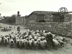 Shepard with sheep in Qastina, before 1948