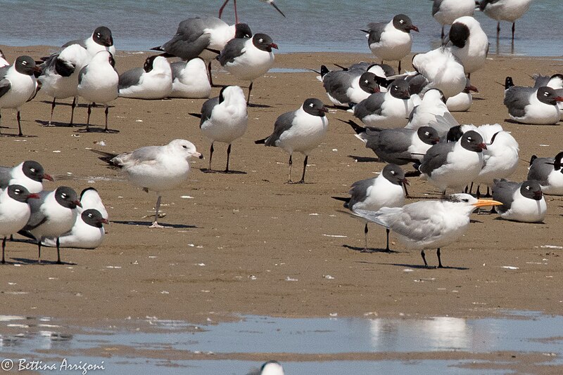 File:RIng-billed Gull, Royal Tern & Laughing Gull Brownsville TX 2018-03-21 11-16-36 (40083044315).jpg