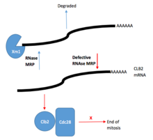 Diagram of RNase MRP role in cell cycle control. Rnase MRP degrades CLB2 mRNA. CLB2 mRNA is processed to create an uncapped RNA transcript. This transcript is then degraded by Xrn1 5'-3' exoribonuclease. Defective RNase MRP results in increased CLB2 mRNA and protein. Maintained CLB2 protein levels allows Cdc28 (a cyclin-dependent kinase) to remain active and inhibit the end of mitosis. RNA MRP Regulation of Cell Cycle.png