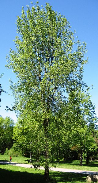 <i>Ulmus</i> Regal Elm cultivar