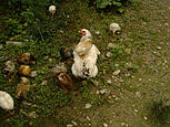 Mother hen with chicks