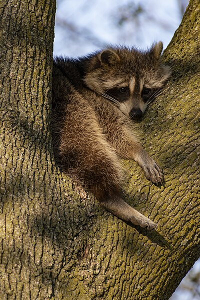 File:Raccoon in High Park 10.jpg