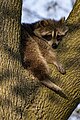 * Nomination Raccoon in High Park --Fabian Roudra Baroi 02:04, 29 July 2023 (UTC) * Promotion  Support Good quality -- Johann Jaritz 02:08, 29 July 2023 (UTC)