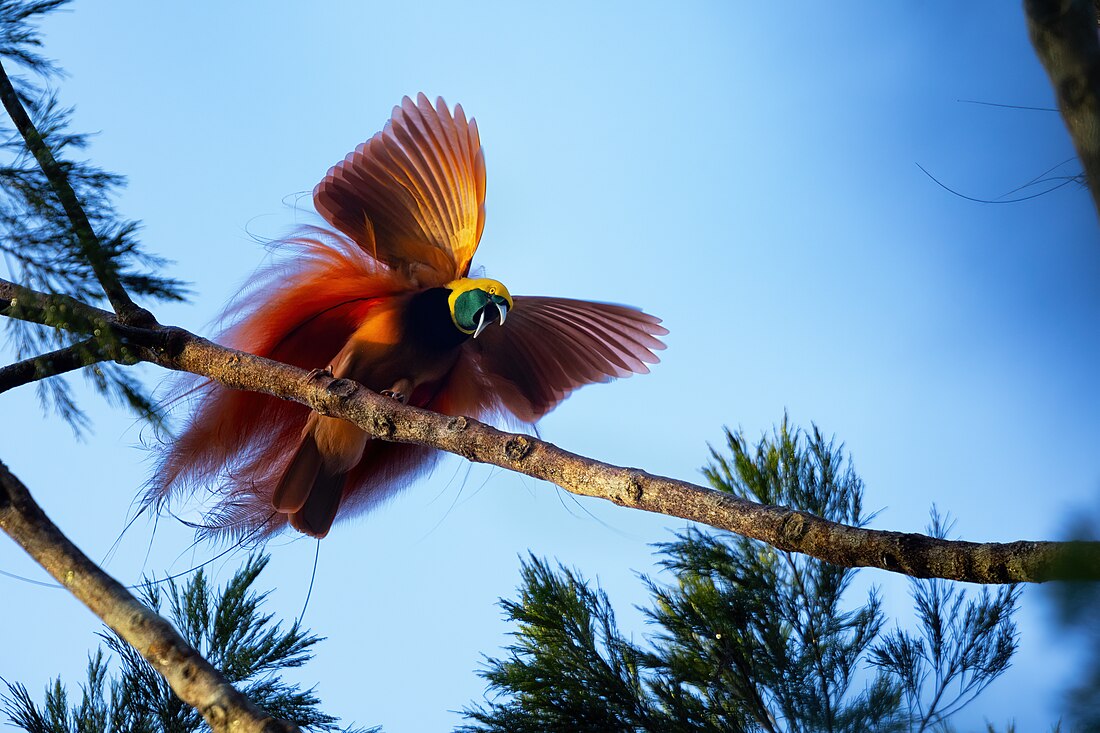 Raggiana bird-of-paradise