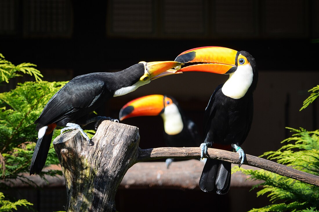 File:Ramphastos toco (Riesentukan - Toco Toucan) - Weltvogelpark Walsrode 2013-07.jpg