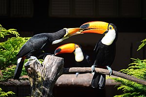 Weltvogelpark Walsrode: Anlagen, Zuchtprogramme, Geschichte