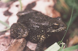 Sierra Nevada yellow-legged frog Species of amphibian