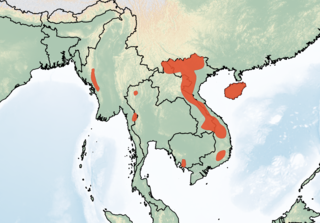 <span class="mw-page-title-main">Tenasserim white-bellied rat</span> Species of rodent