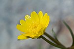 Ranunculus-californicus2.jpg