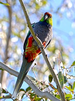 Red-capped Parrot, Blackadder Wetland 1b.jpg