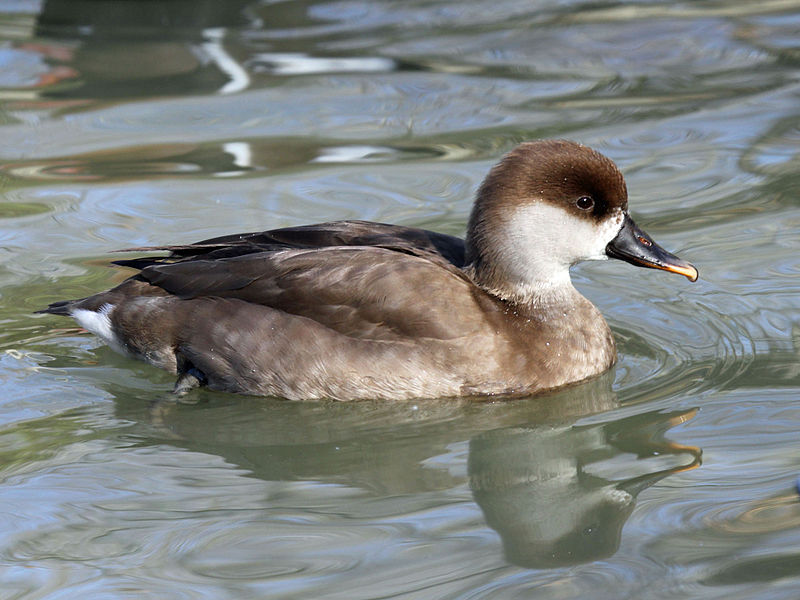 File:Red-crested Pochard female RWD.jpg