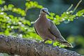 Red-eyed Dove ...Gambia (32720759190).jpg