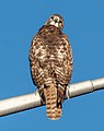 * Nomination Red-tailed hawk in Prospect Park --Rhododendrites 16:30, 14 December 2020 (UTC) * Promotion  Support Good quality. --Poco a poco 17:53, 14 December 2020 (UTC)