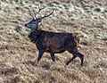 Thumbnail for List of fauna of the Scottish Highlands