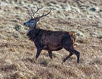 Red Deer Stag - geograph.org.uk - 5339501.jpg